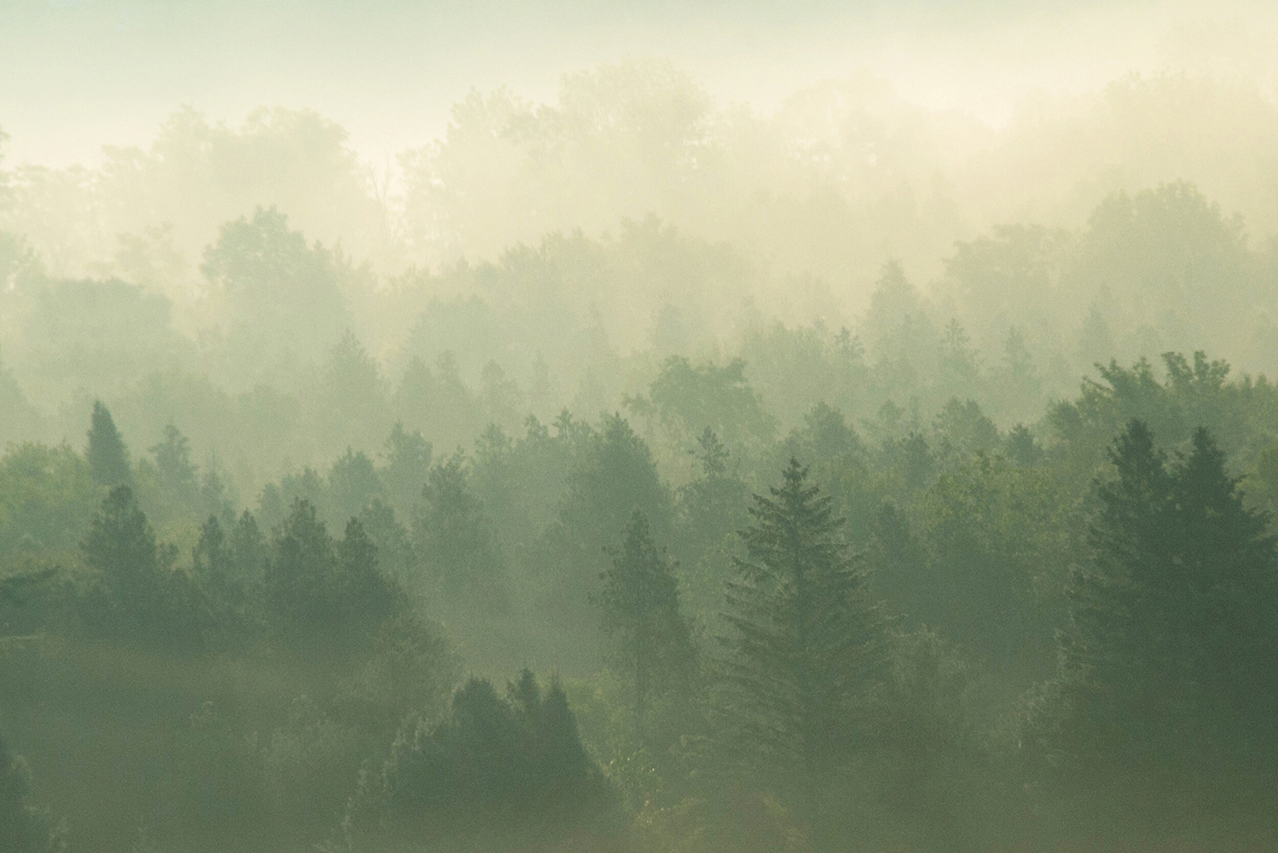   Morning Fog, Peacham, VT  