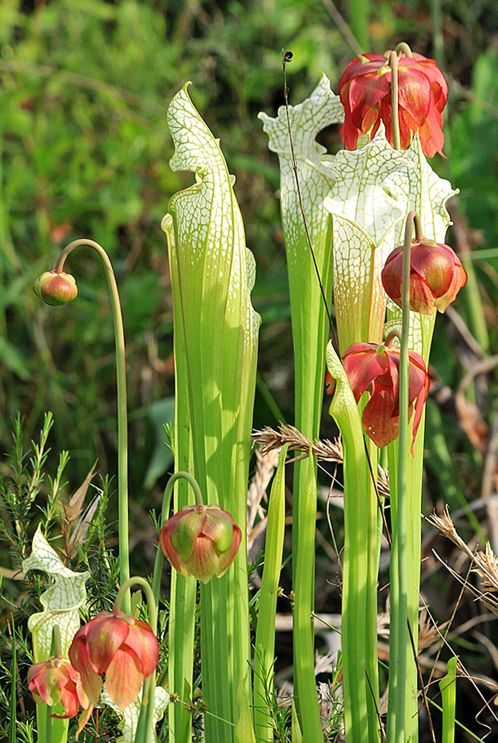   White-topped Pitcher Plant, Blackwater River State Forest, FL  