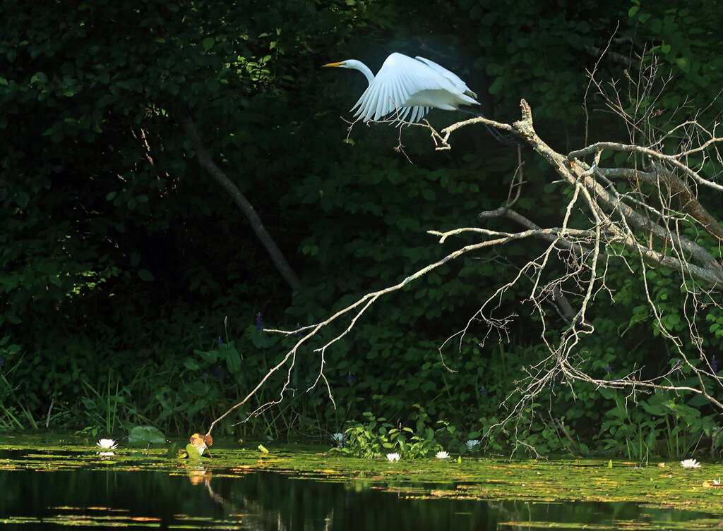   Great Egret, Connecticut Audubon Society Trail Wood Sanctuary, Hampton, CT  