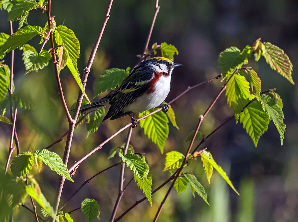   Chestnut-sided Warbler (male), Connecticut Audubon Society Trail Wood Sanctuary, Hampton, CT  