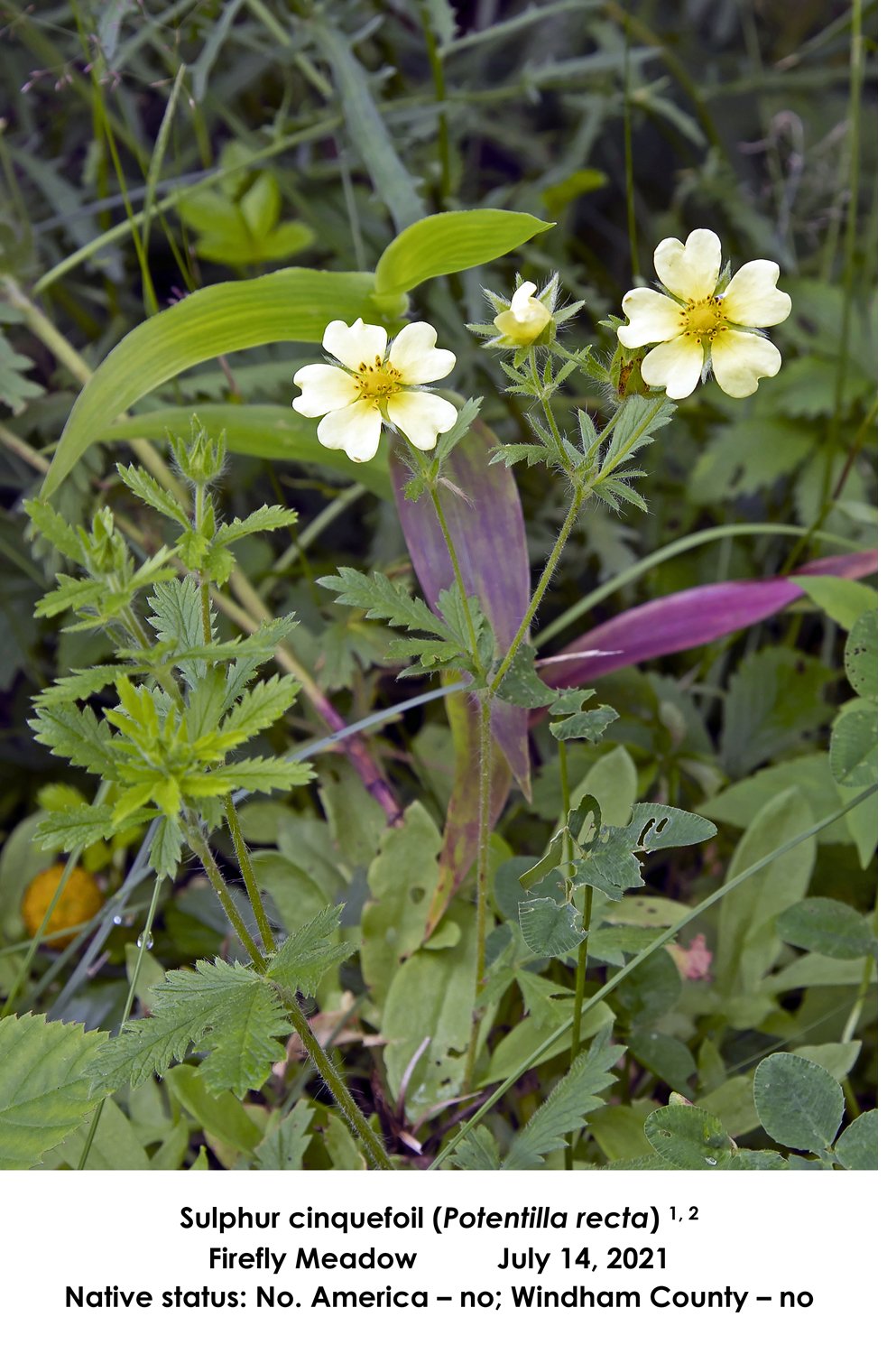 SS Sulphur Cinquefoil Firefly.jpg