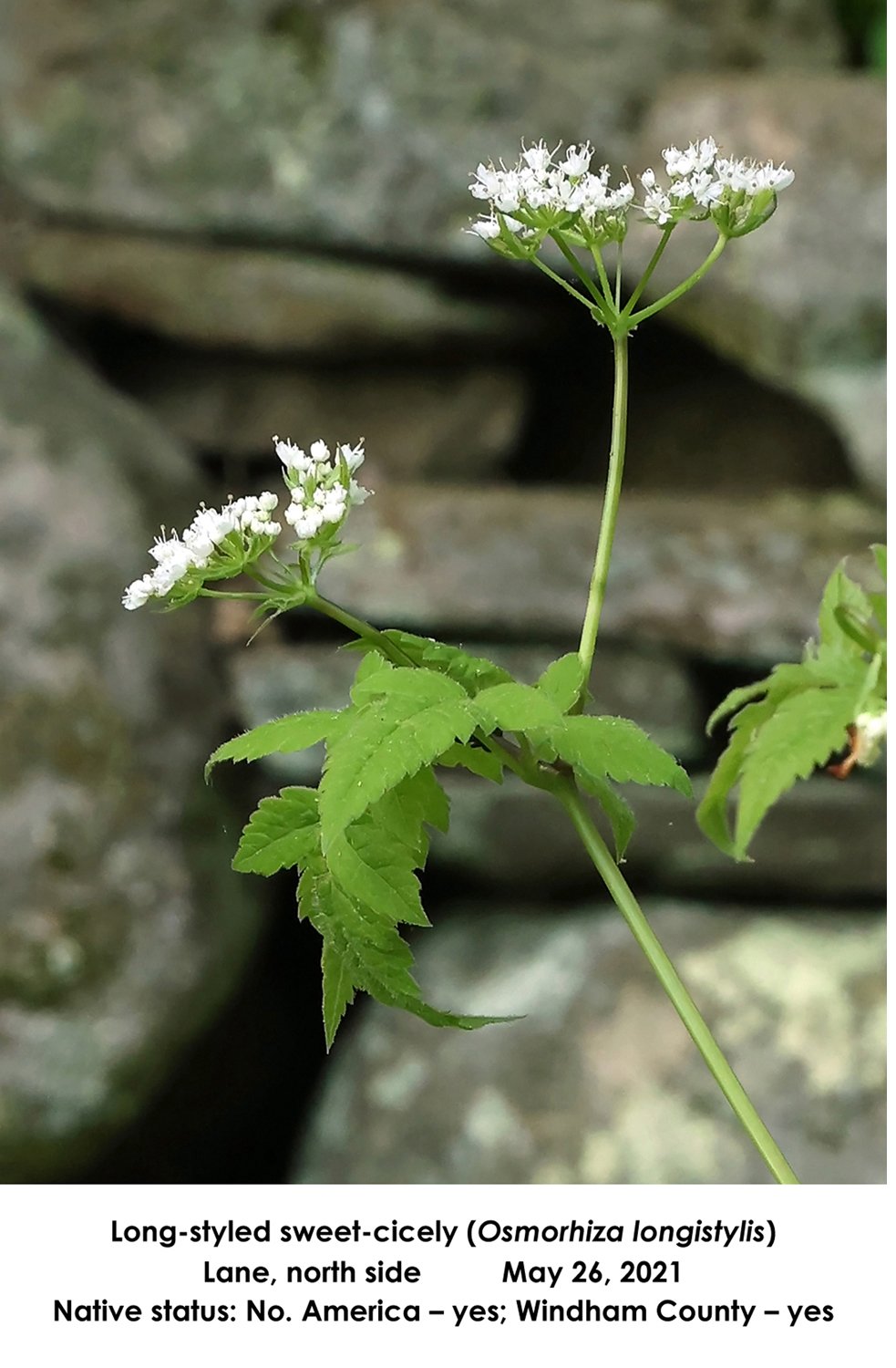 SS Long-styled sweet-cicely.jpg