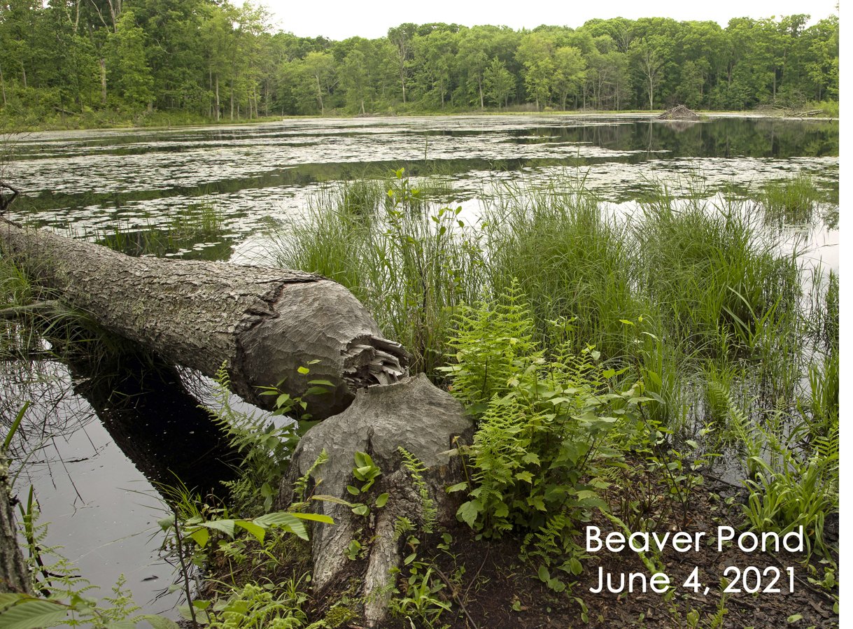 SS Beaver Pond 6-4.jpg
