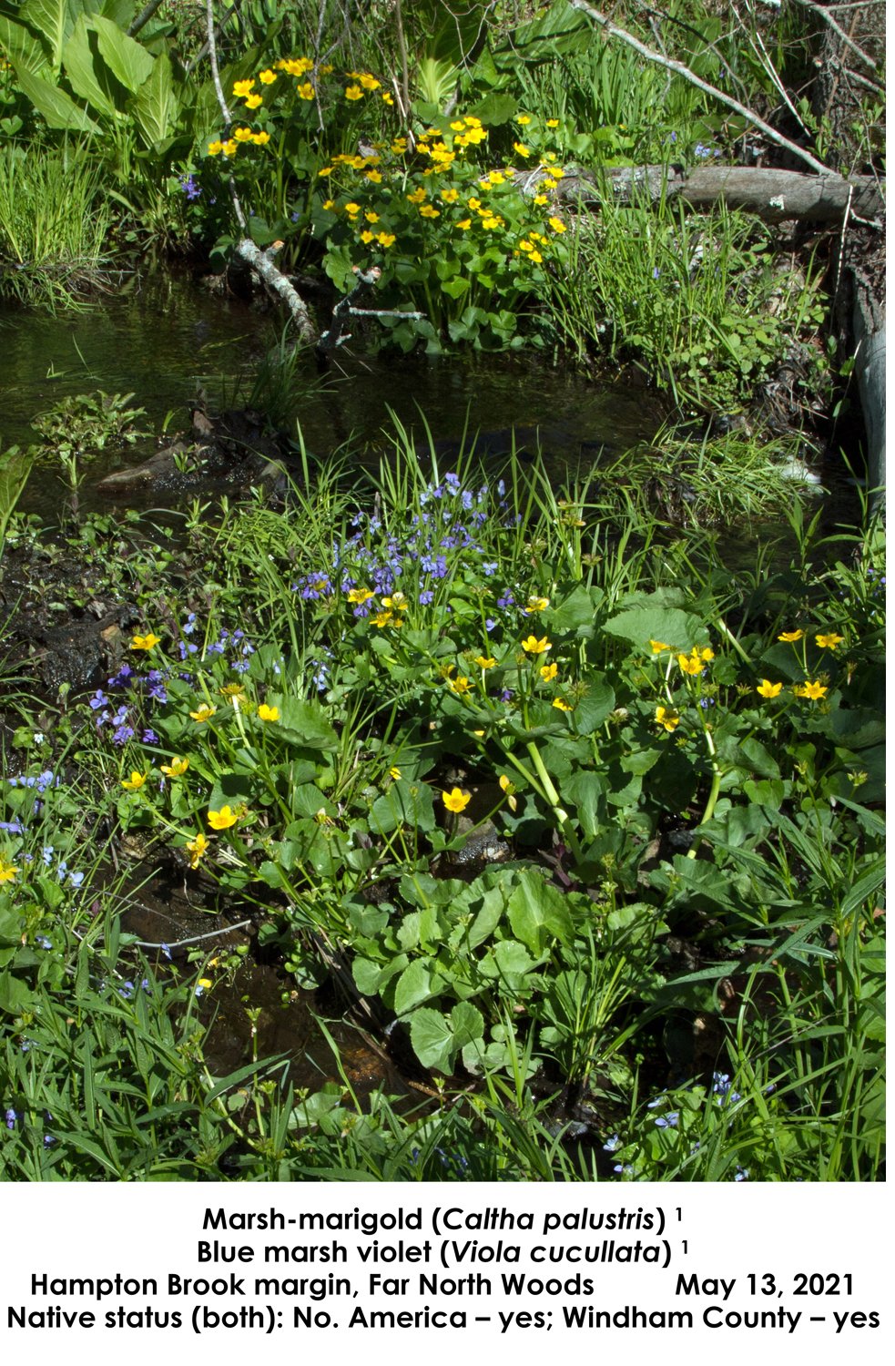 SS Marsh Marigold, Blue Marsh Violet HB.jpg