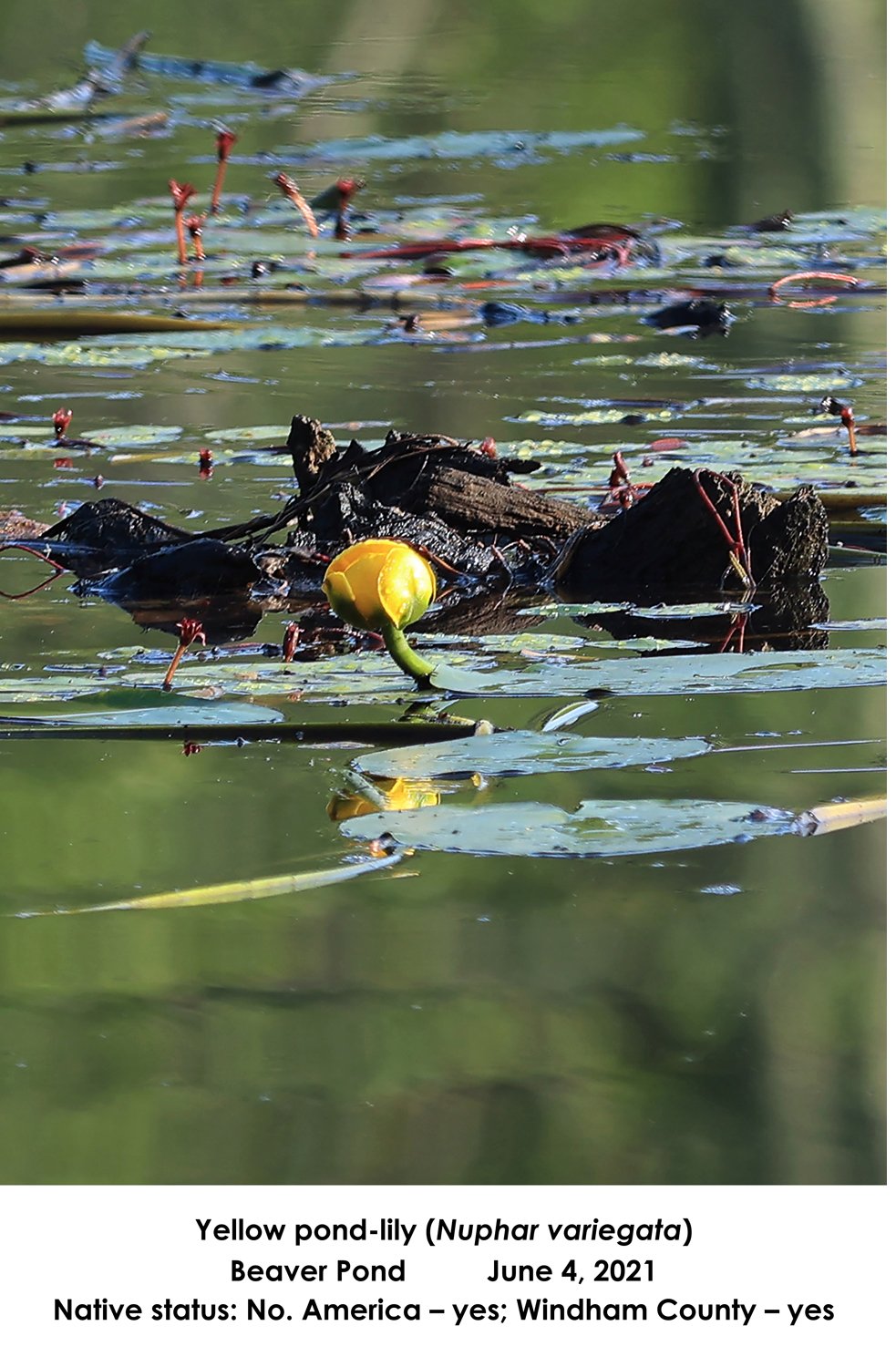 SS Yellow Pond Lily BP.jpg