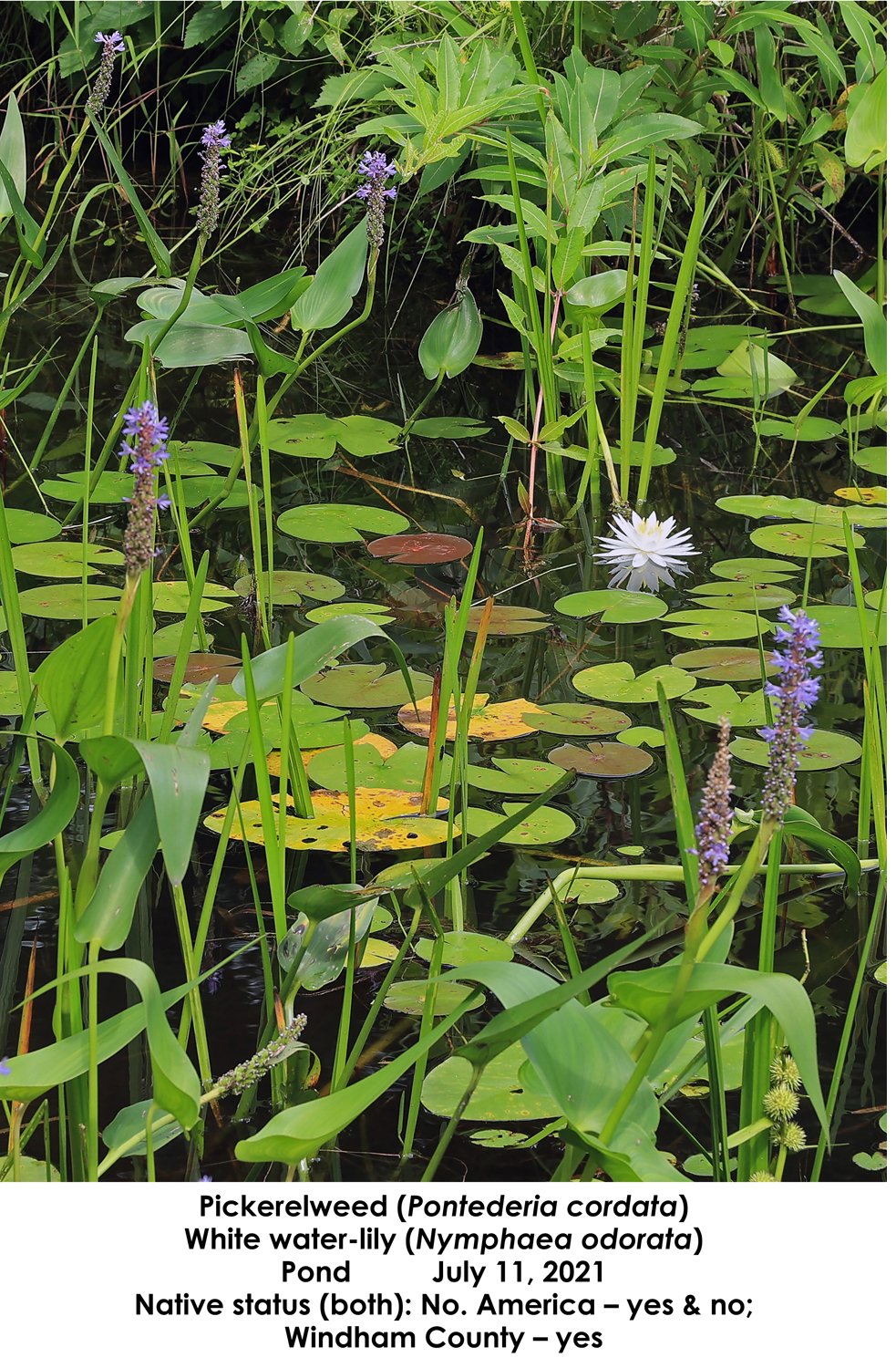 SS Pickerelweed, White Water-lily NP.jpg