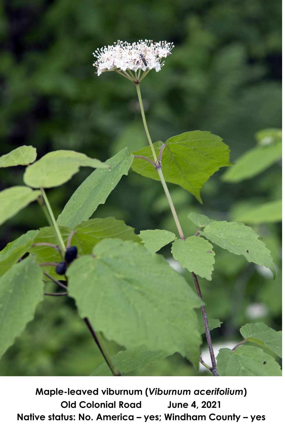 SS Maple-leaf Viburnum OCR.jpg