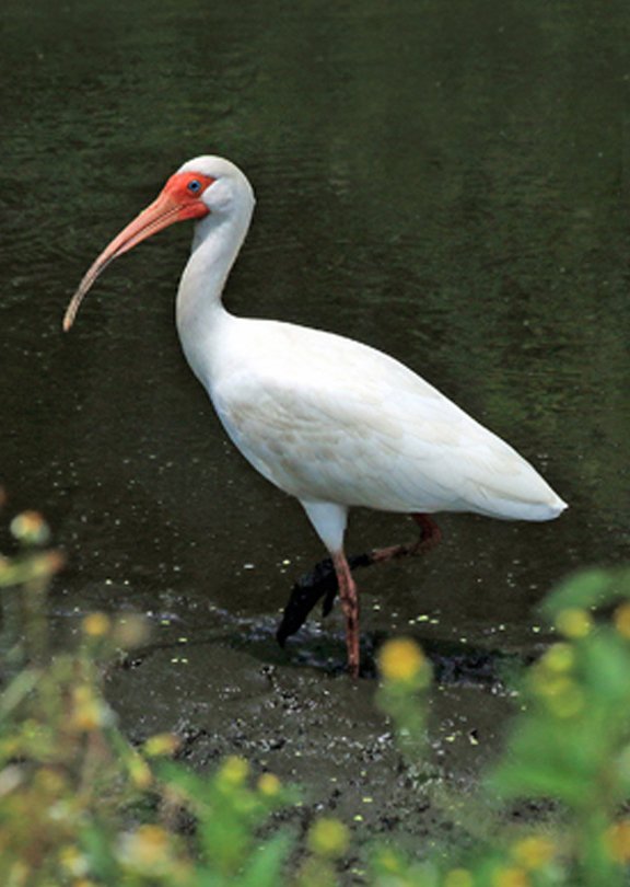   White Ibis, Three Lakes Wildlife Management Area, FL  