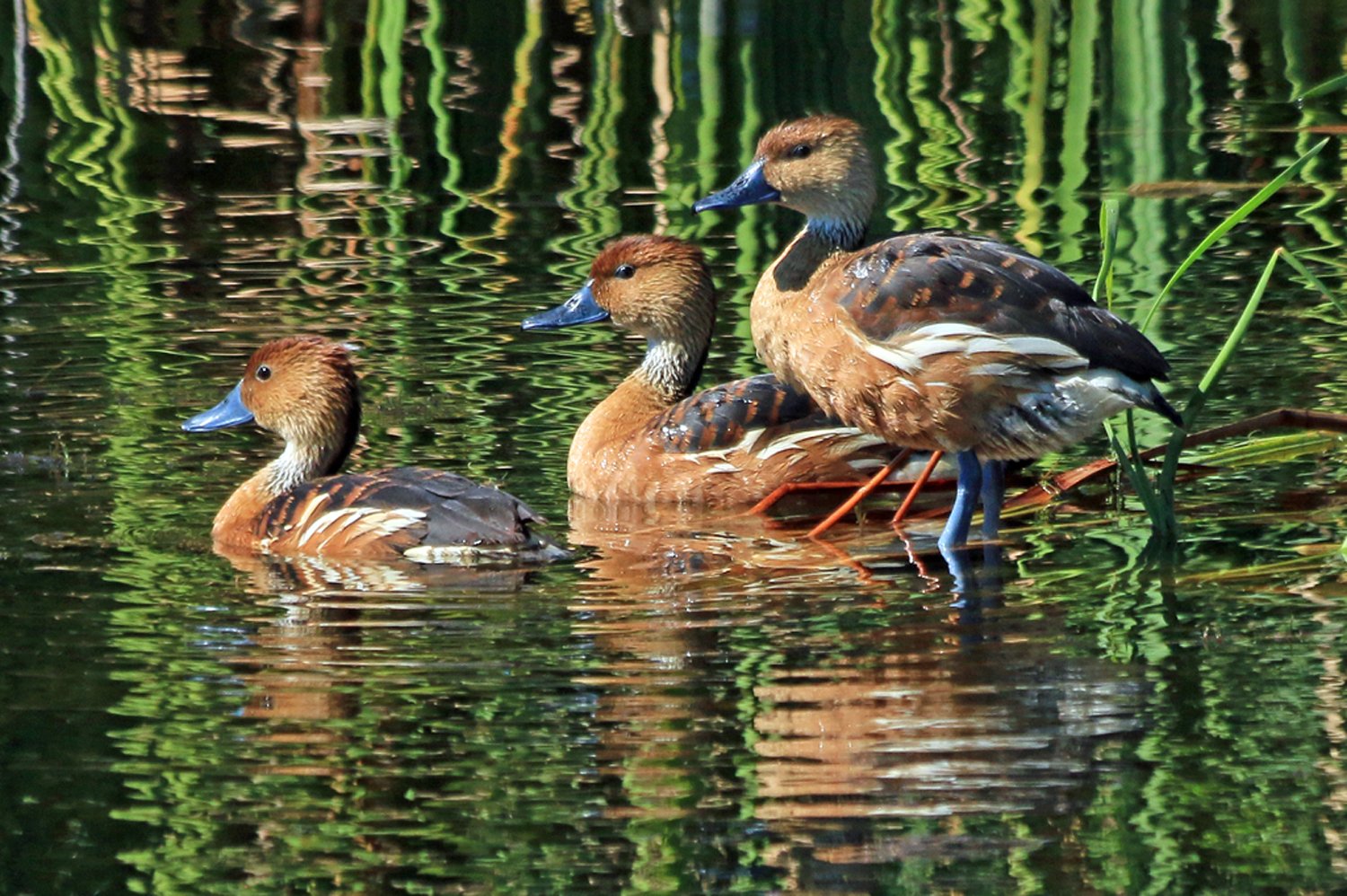  Fulvous Whistling-Ducks, Lake Apopka, FL 