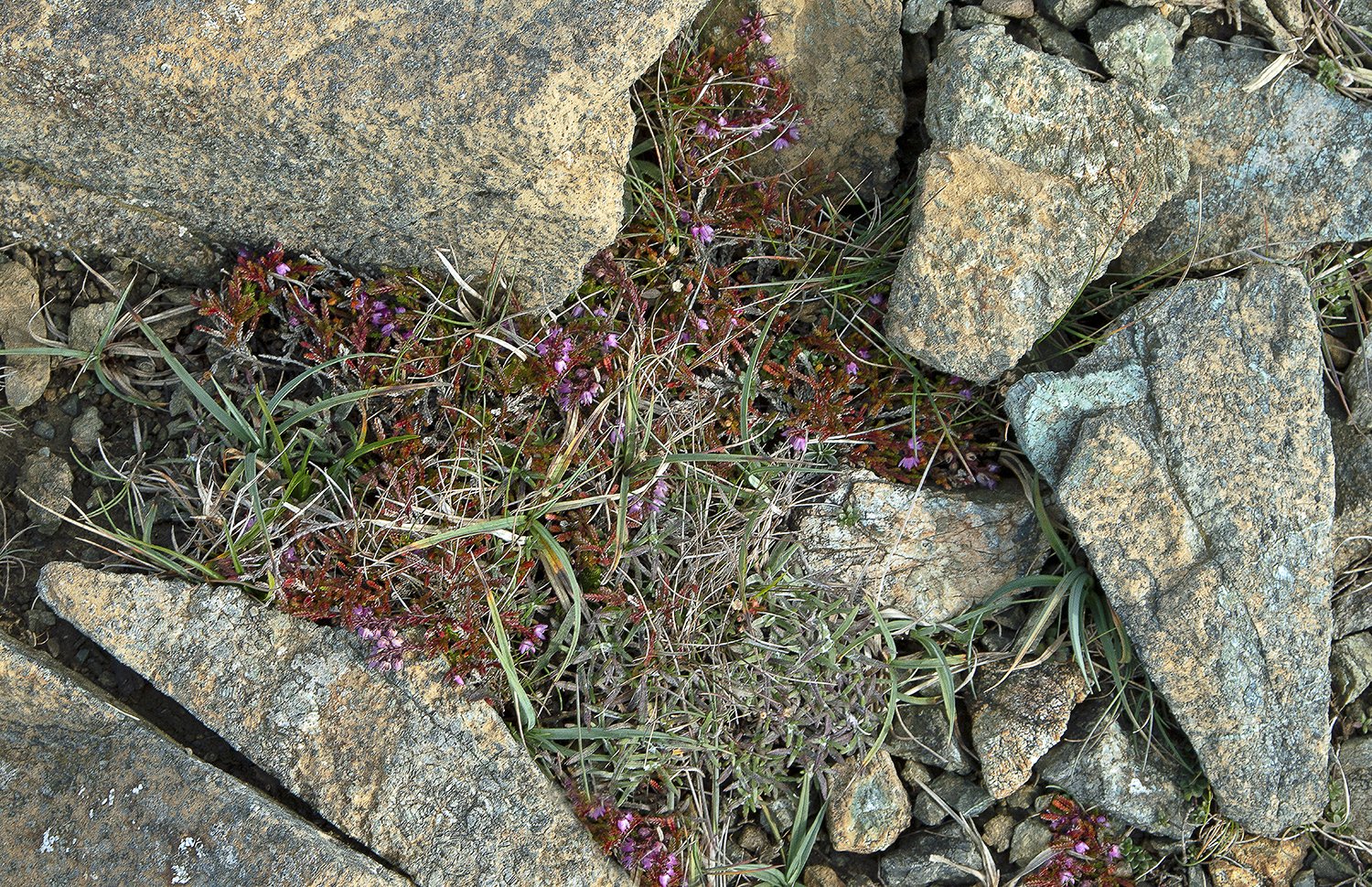   Serpentine and Heather, Isle of Unst, Shetland  