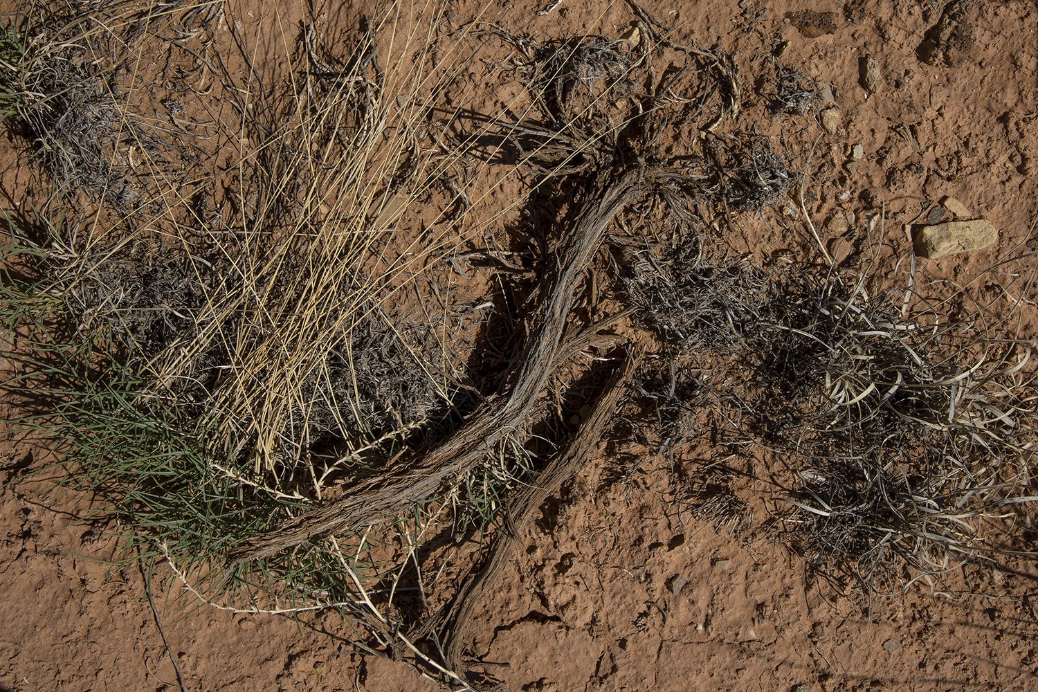   Ghost Ranch, Abiquiu, NM  