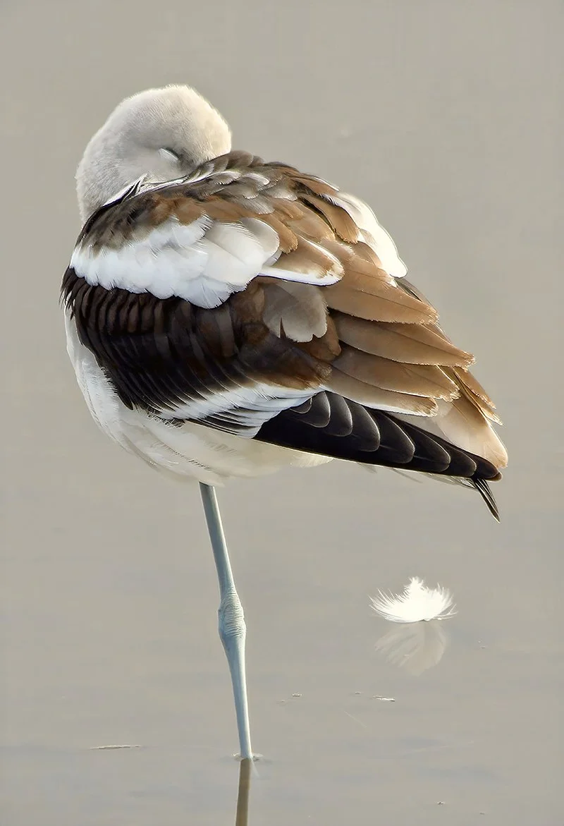   American Avocet , East Hartford, CT.   Overall Winner , The Connecticut Audubon Society Membership Month Photo Contest, 2025.   