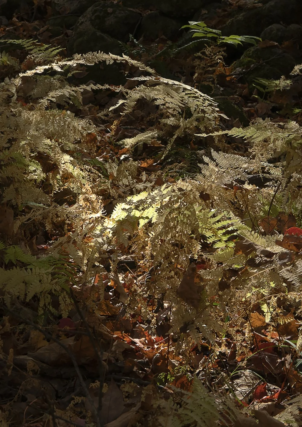   Fall Ferns , Hampden, MA.   Honorable Mention , 9th Annual Photography Exhibit , Arts Center East, Vernon, CT, 2021. 