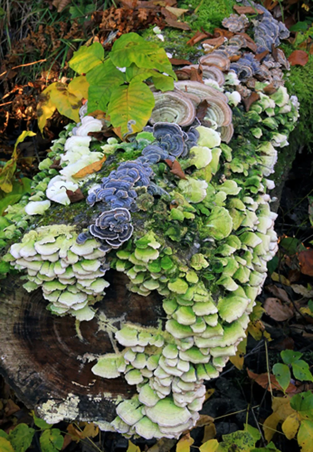   Trichaptum Kaleidoscope , Vernon, CT.   Honorable Mention , Our Natural World , CT Audubon Society Center, Glastonbury, CT, 2014.   First Place, Nature/Landscape , The Connecticut Audubon Society Membership Month Photo Contest, 2025.   