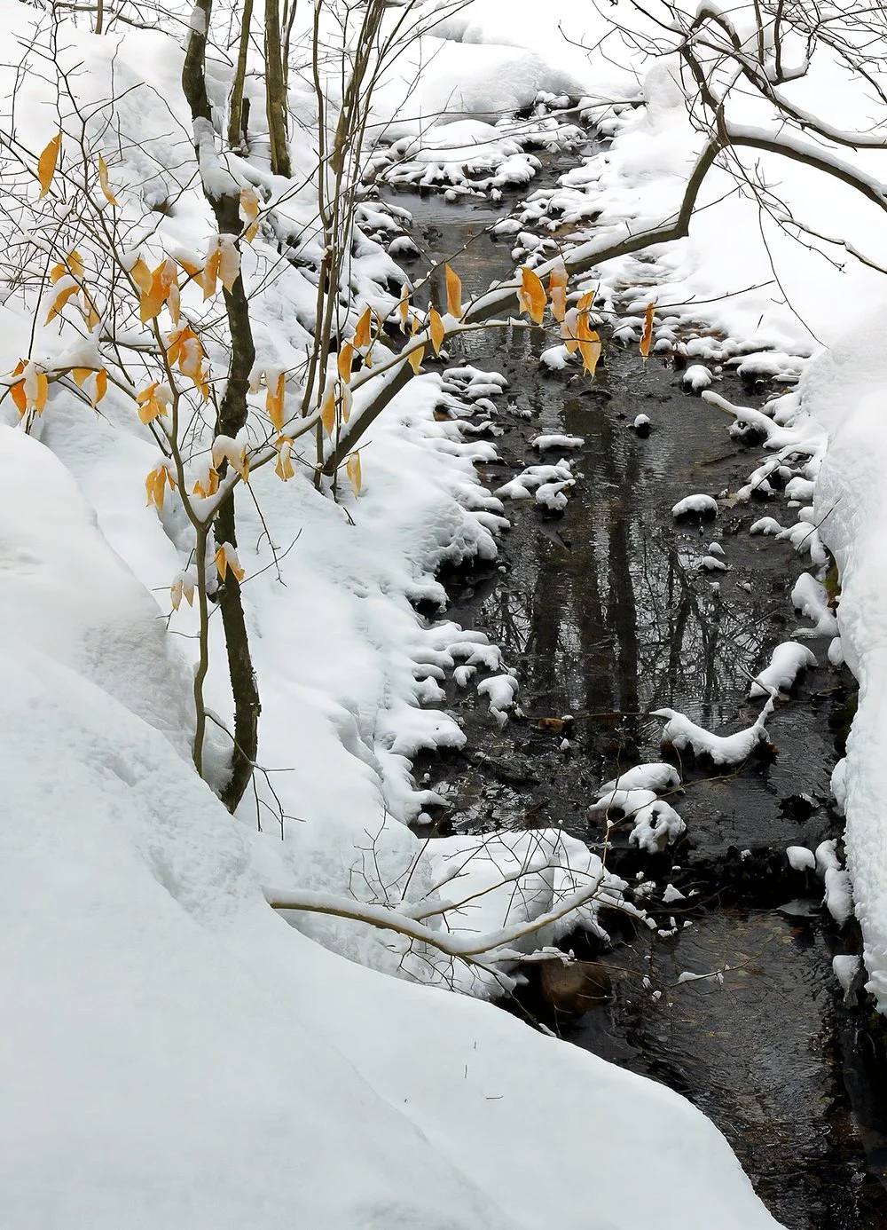 Belding Wildlife Management Area, Vernon, CT