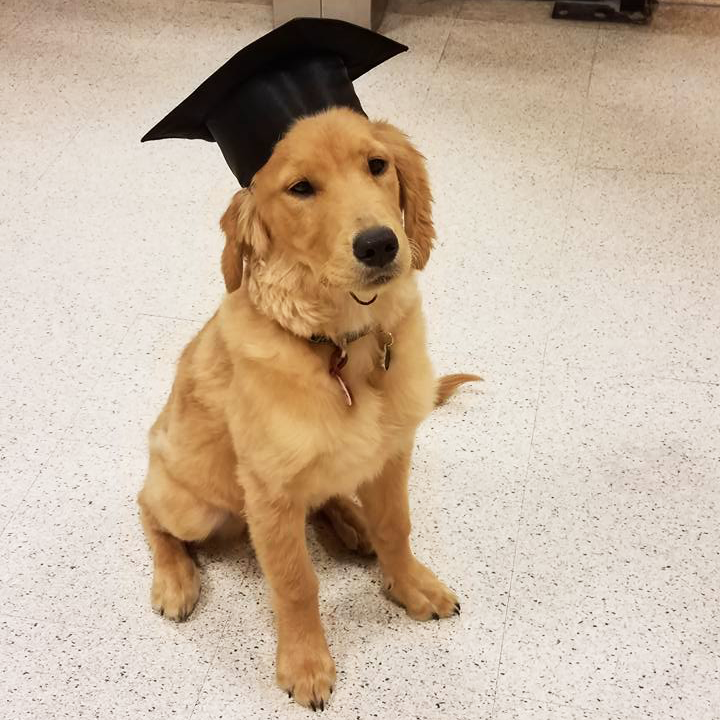 Meet Remi, a newly graduated puppy! Photo courtesy of Sara of The Senior team!