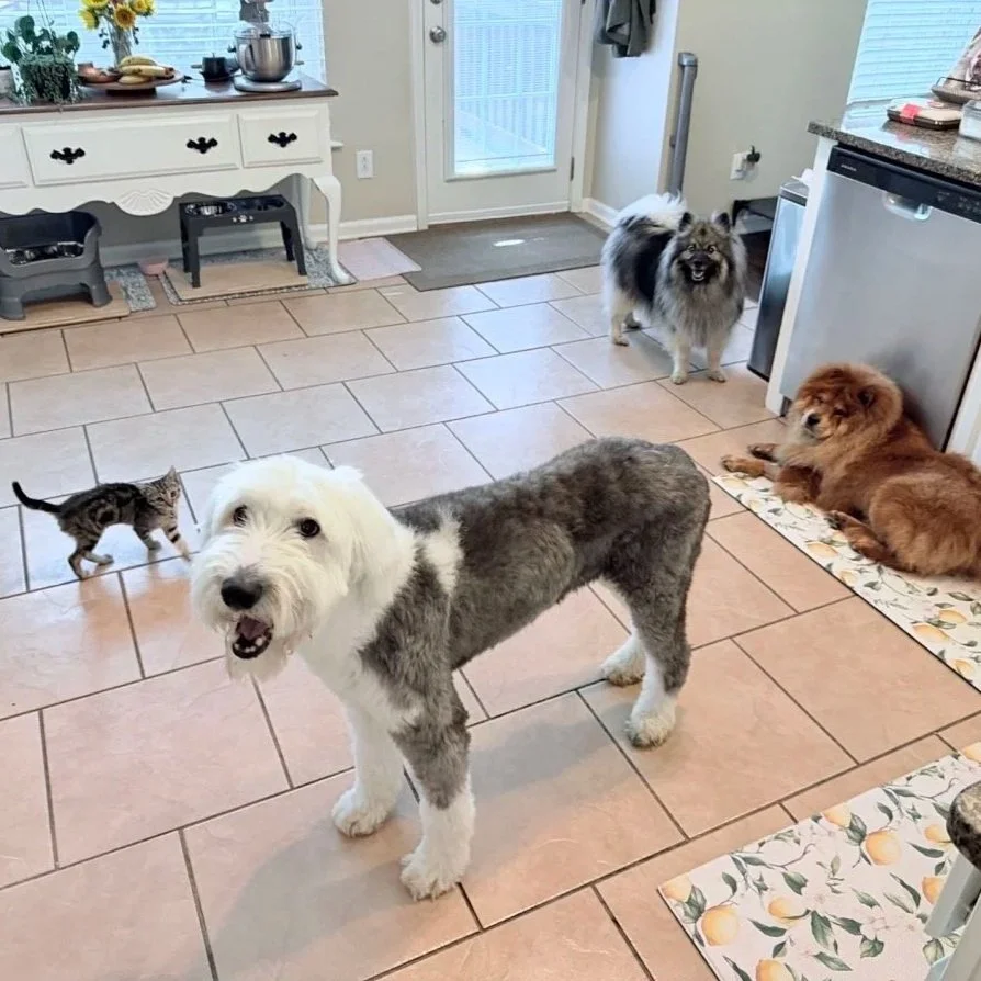 (a small grey kitten stands in a kitchen beside a grey and white sheepdog, a red chow chow lays to the right, and the cutest keeshond stands towards the back)
