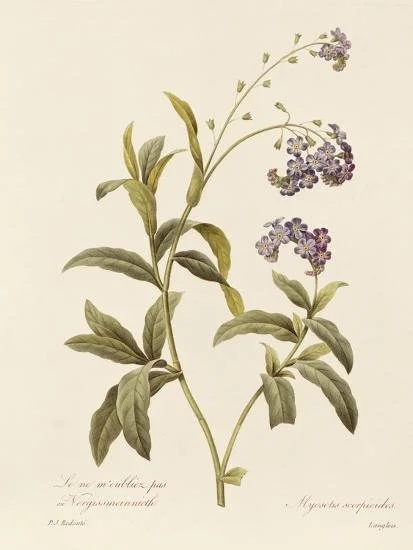 forget-me-not_u-l-q1hetga0.jpg