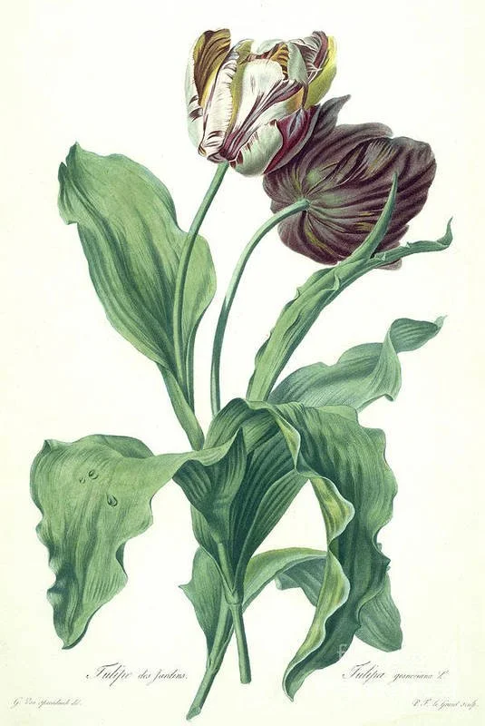 garden-tulip-gerard-van-spaendonck.jpg