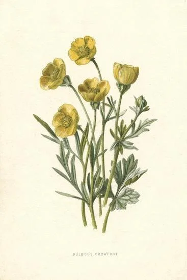 ranunculus-bulbosus_u-l-q1khzdu0.jpg