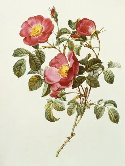rosa-gallica-pumila-from-les-roses-1817-24_u-l-q1hsxze0.jpg