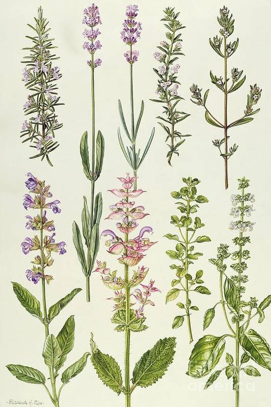 rosemary-and-other-herbs-elizabeth-rice.jpg