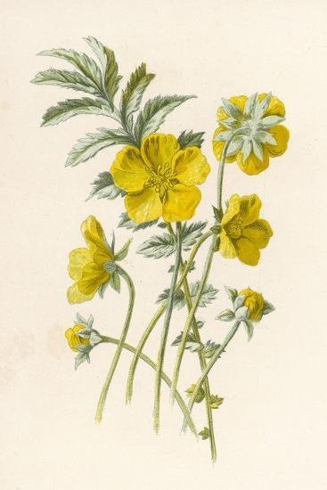 silverweed_u-l-q1hdiwo0.jpg