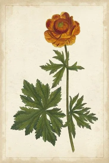 vibrant-botanicals-v_u-l-q1ihypf0.jpg