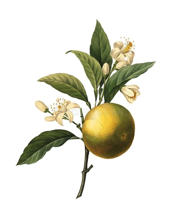 orange-fruit-redoute-botanical-illustrations-th-century-illustration-orange-fruit-engraving-pierre-joseph-redoute-105103673.jpg