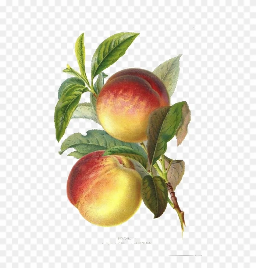 254-2547495_peach-plum-botany-botanical-illustration-fruit-botanical-illustration-fruit.jpg