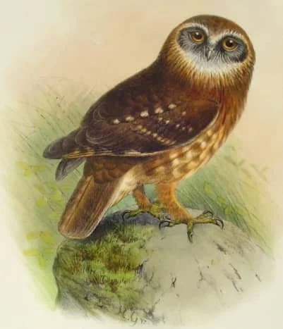 owl.jpg