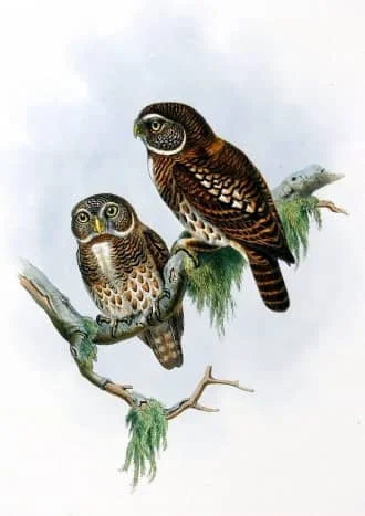 owls.jpg