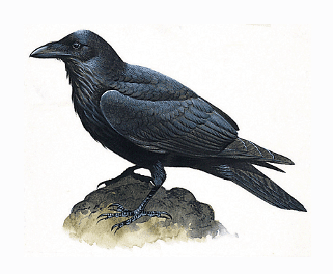 Vintage raven illustration.png