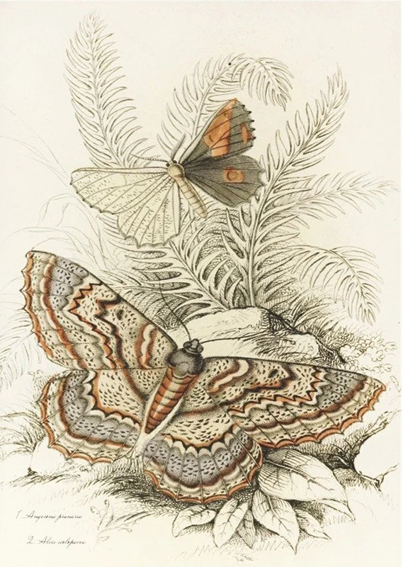 PAPILLON.28.N.jpg