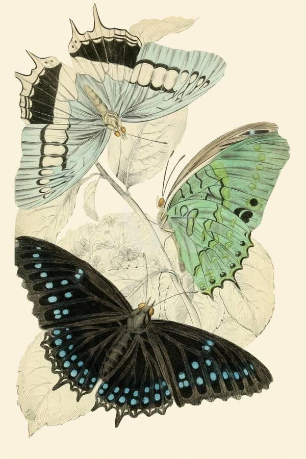european-butterflies-and-moths_u-L-Q1I4OWB0.jpg