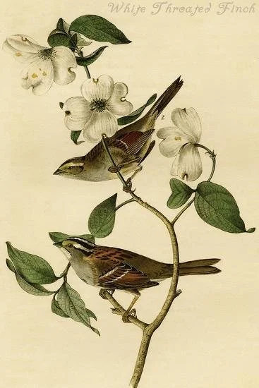 white-throated-finch_u-l-q1i3s6s0.jpg