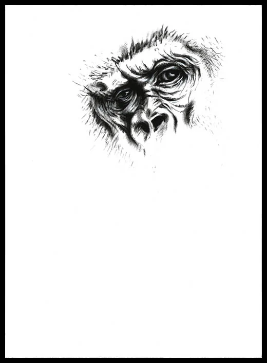 gorilla eyes copy.jpg