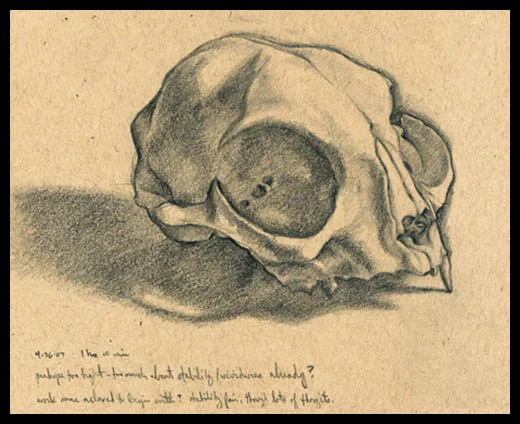 catskull web copy.jpg