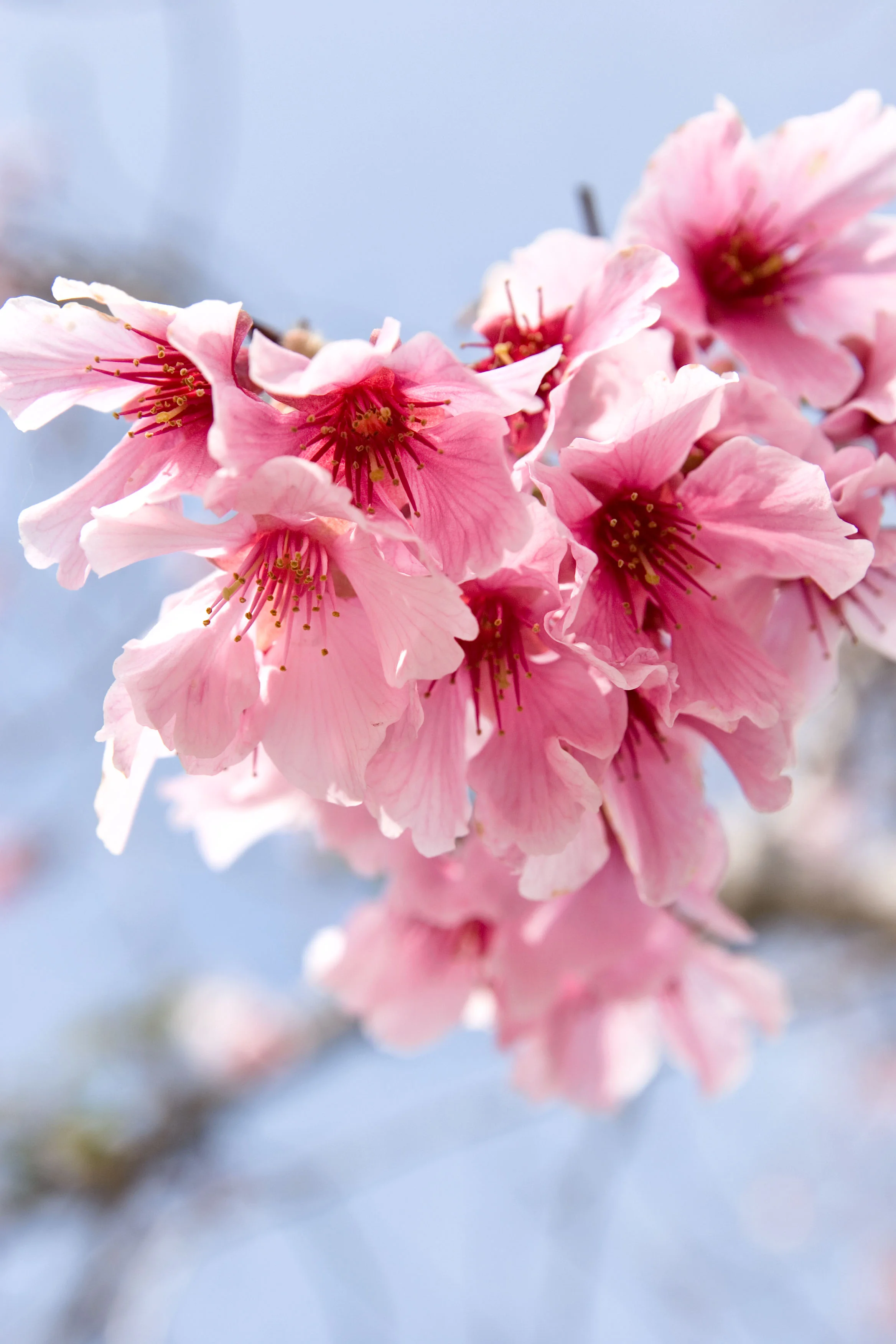Cherries from the Heart-2.jpg