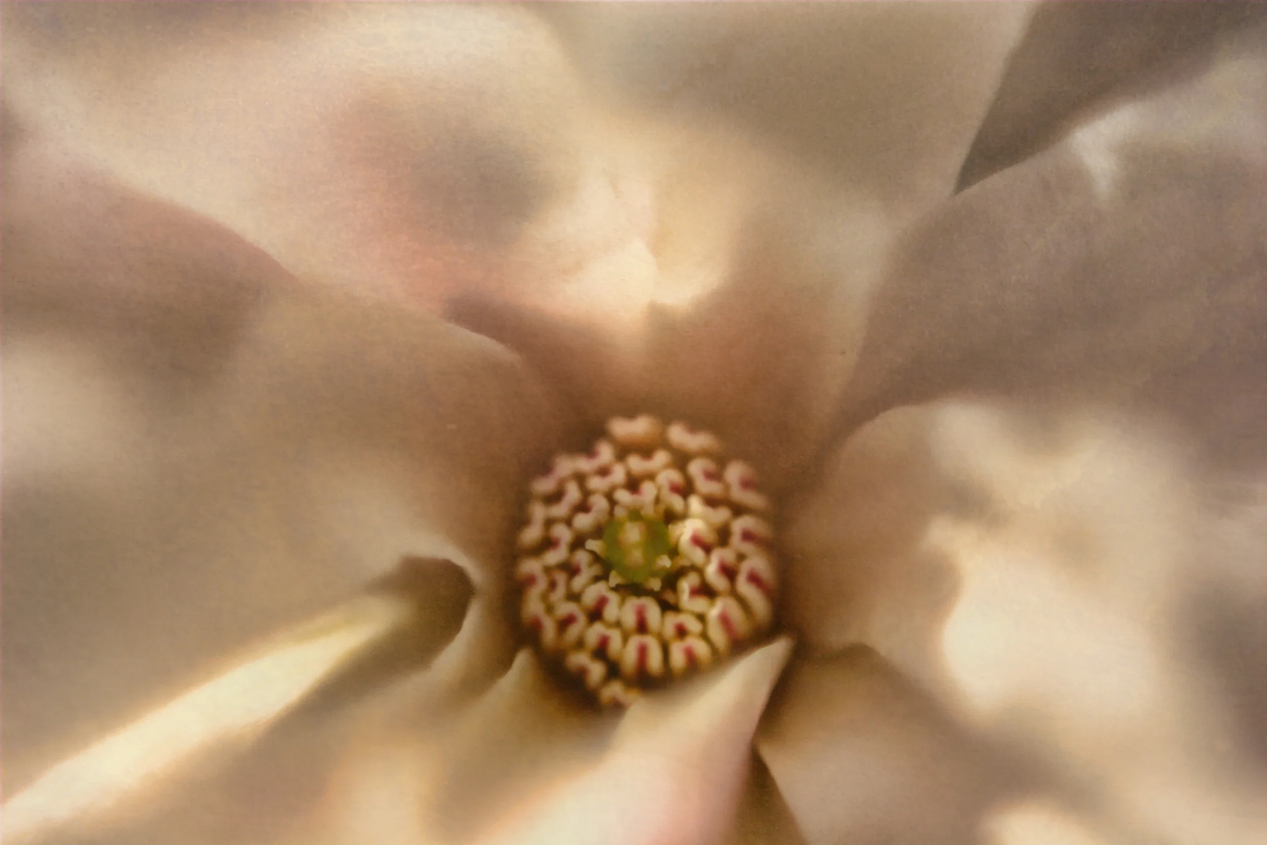 Heart in Magnolias.jpg