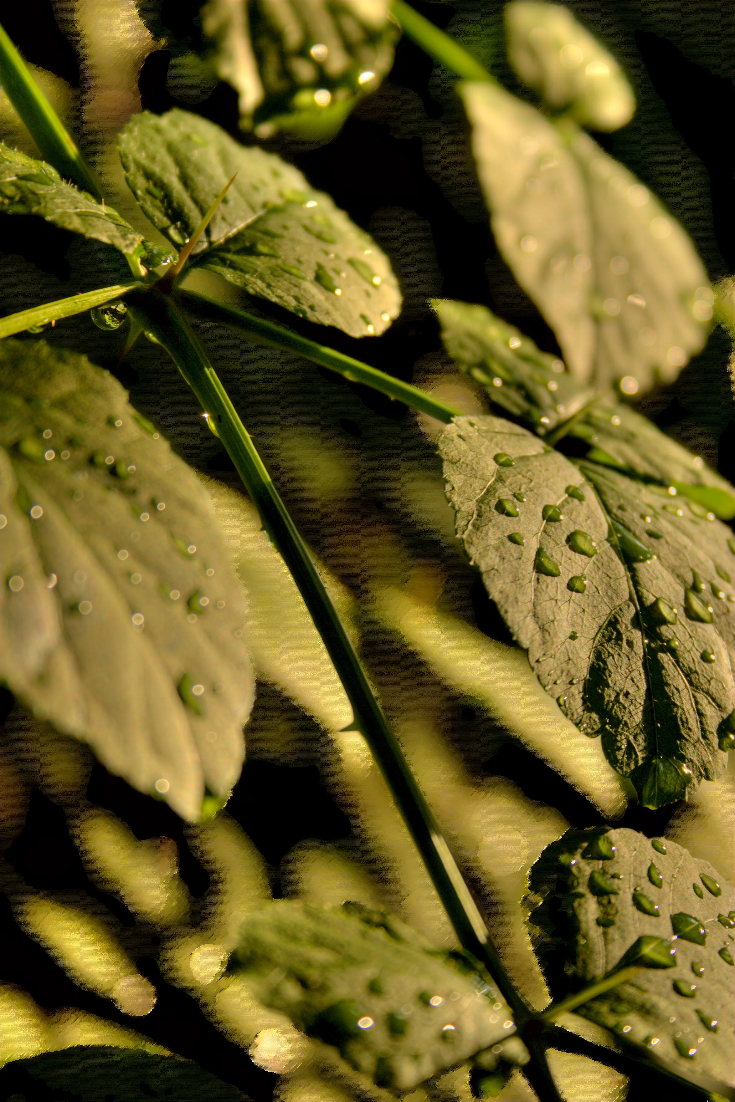 Spikes and Dew.jpg