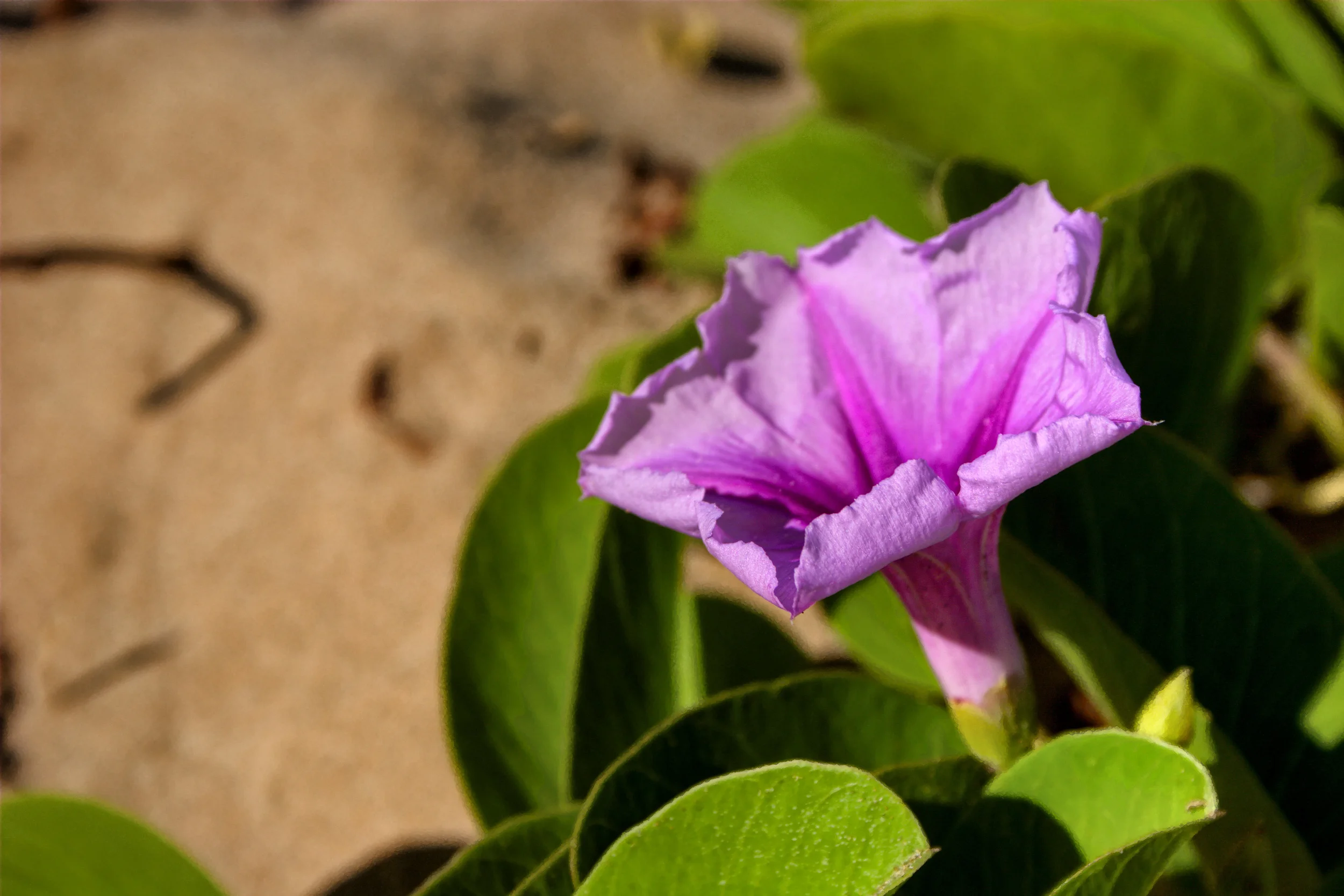 Beauty in the Sand.jpg