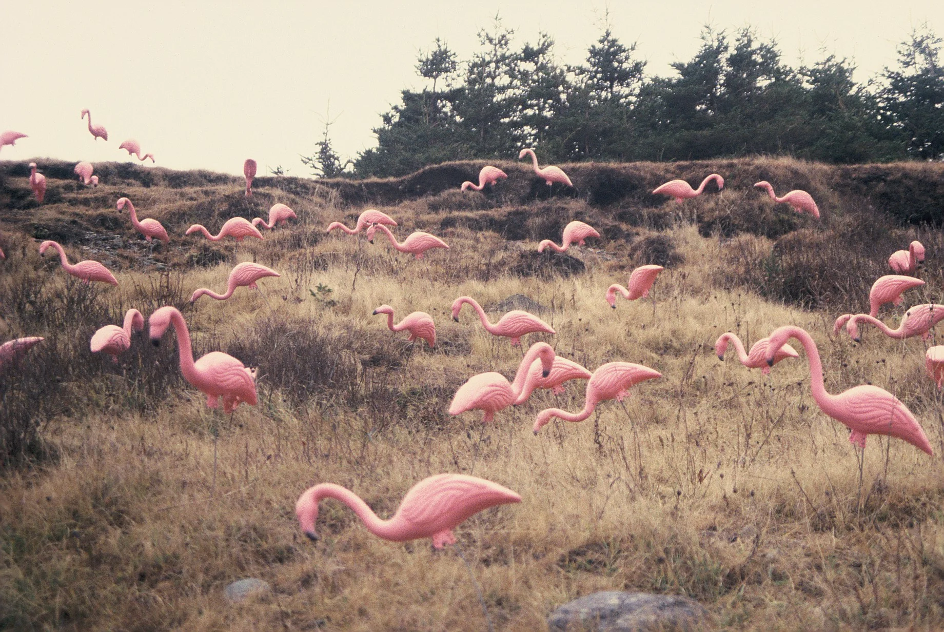  Flamingos detail. 
