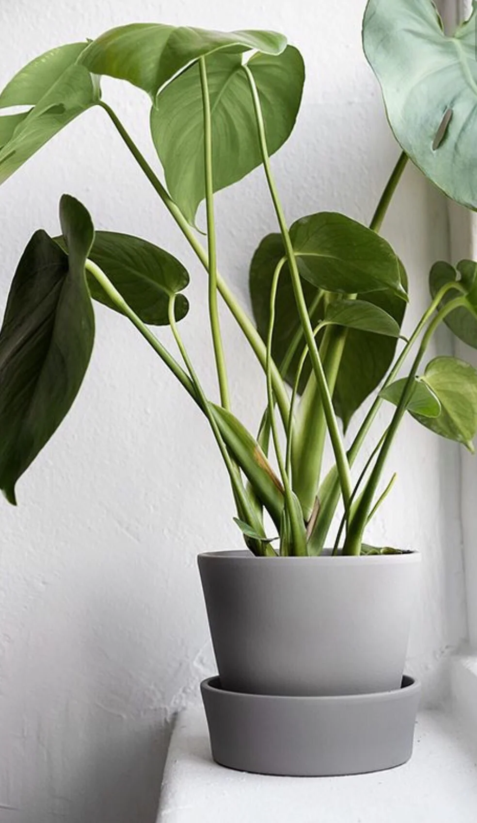 Looking for a plant to bring home. 