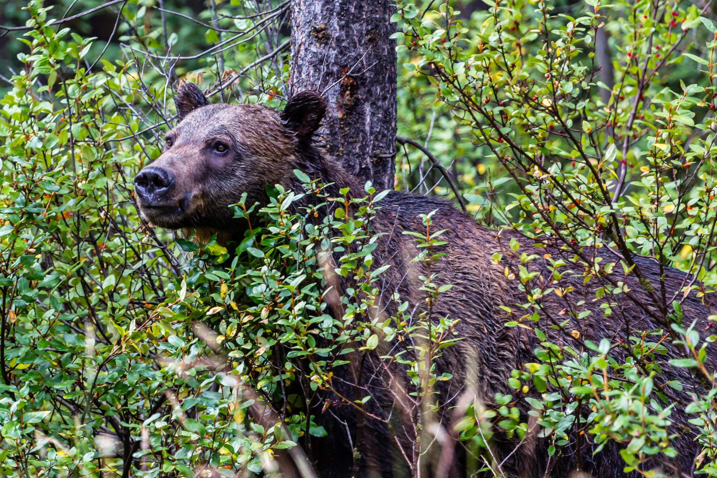 Lonewolf - Grizzly.jpg