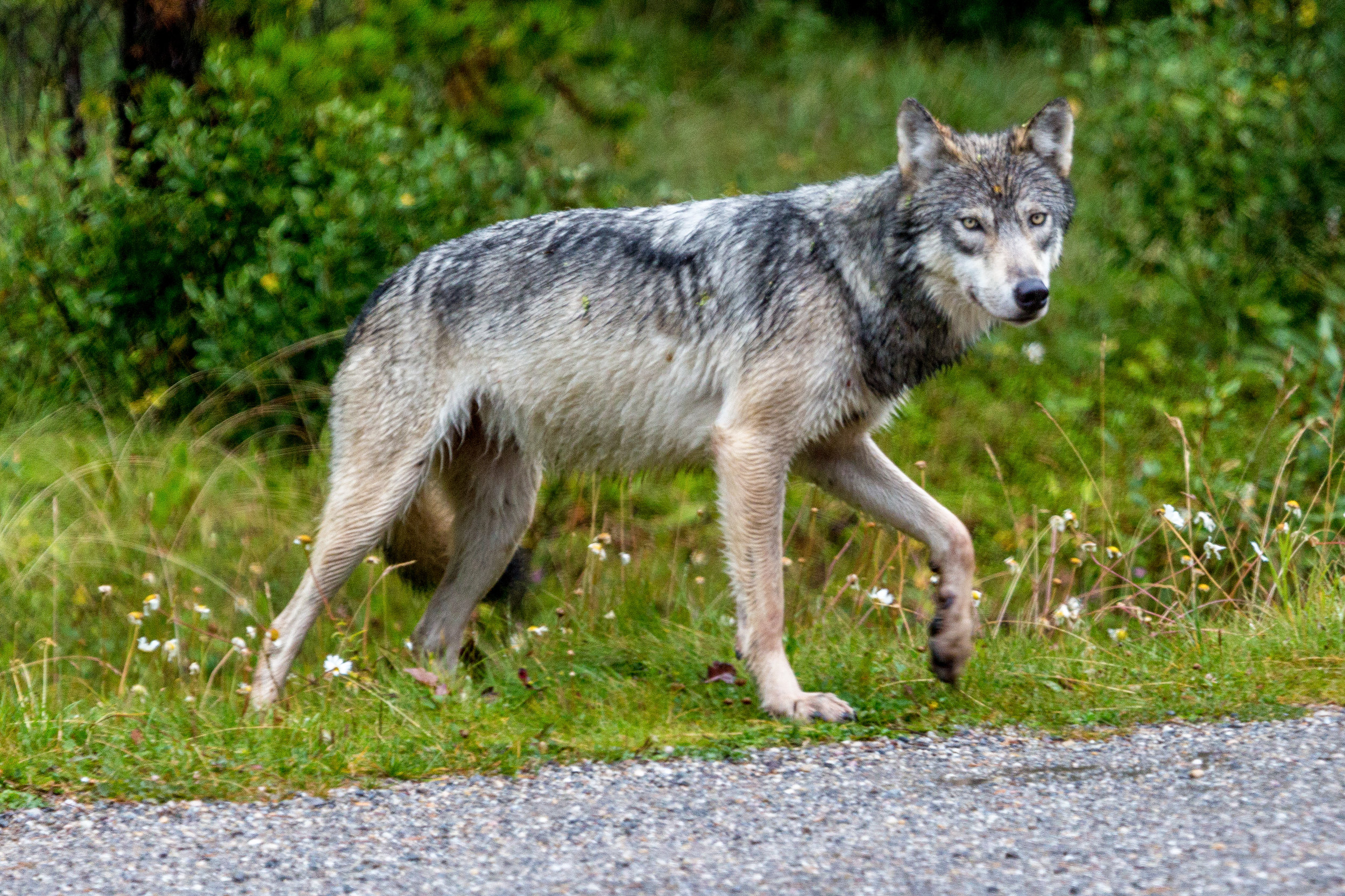 Lonewolf - wolf.jpg
