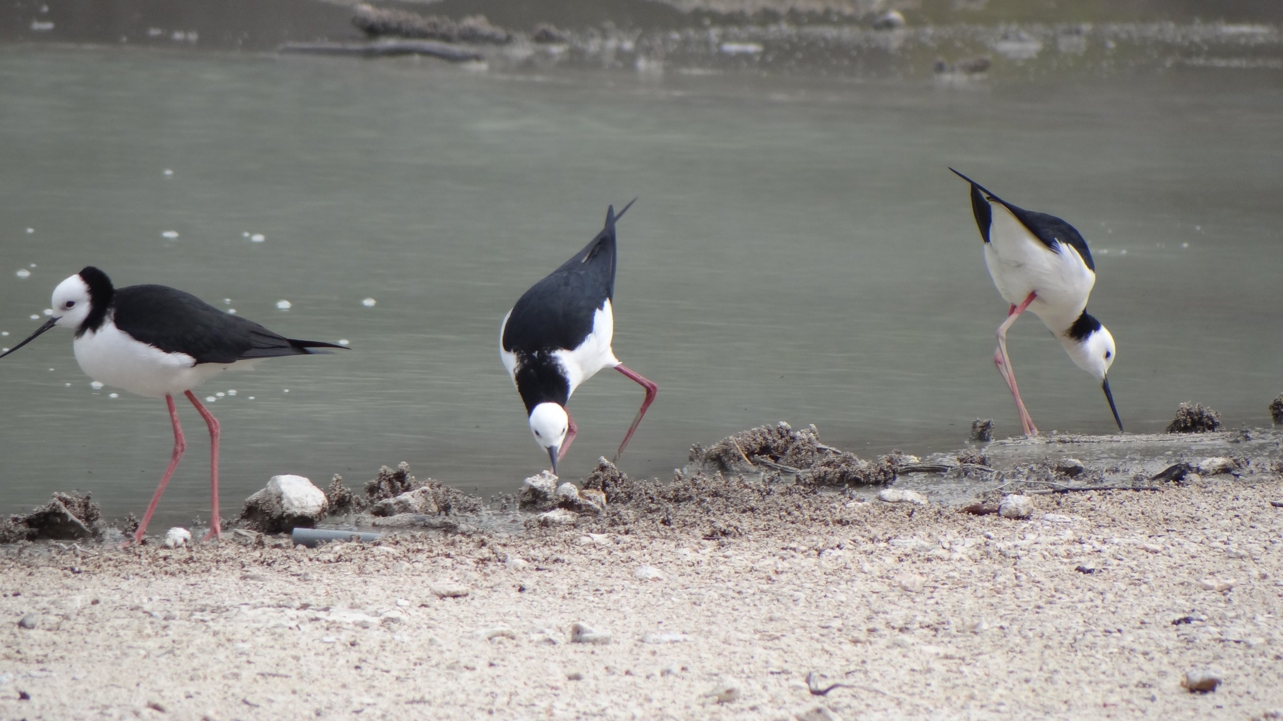3 birds.jpg