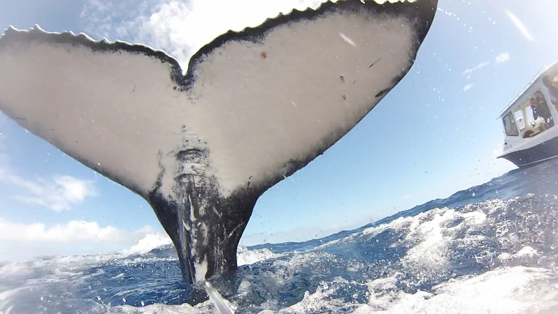 Whale tail.jpg