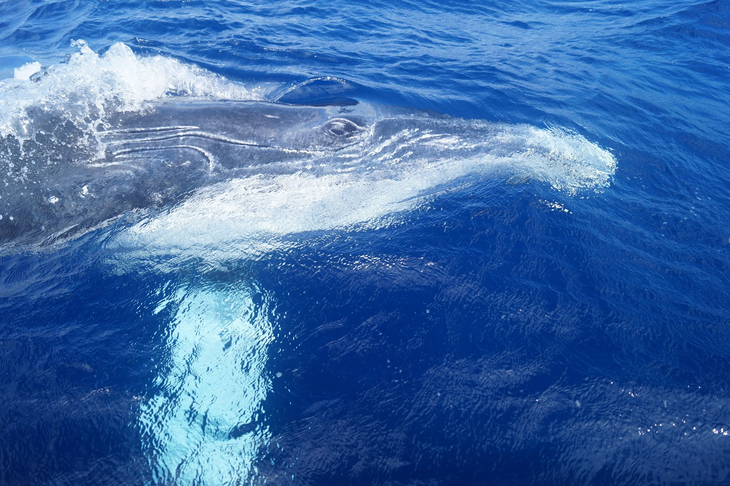 Whale eye.jpg