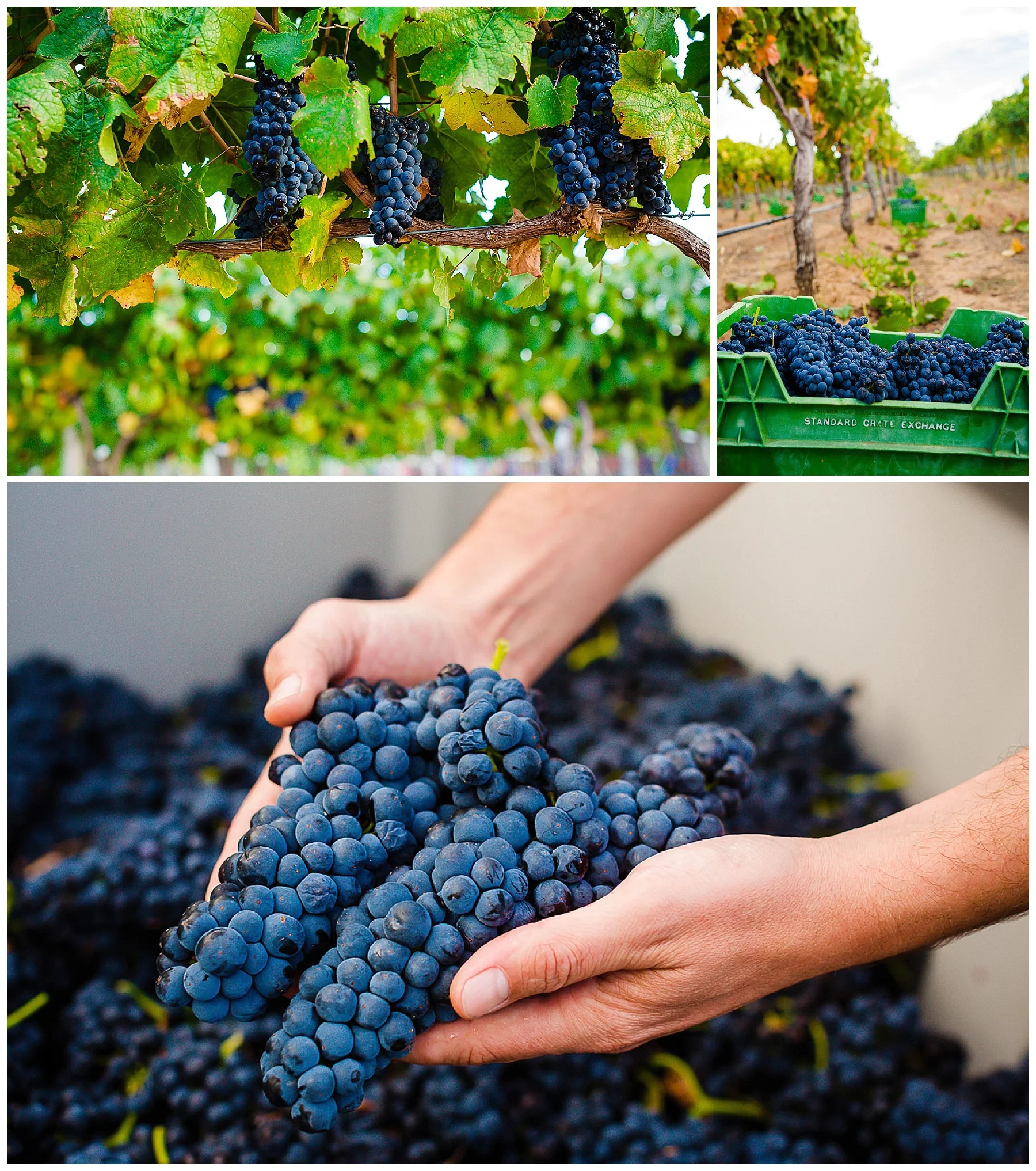 vineyard photo